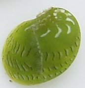 �N�T�C���J�m�R